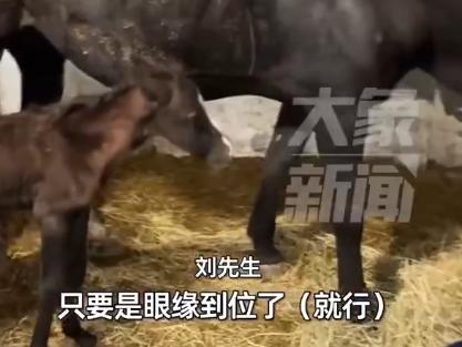 “这下后悔了吧！”10月24日，在山东淄博，一位男子购入一匹精神状态不佳的母马，