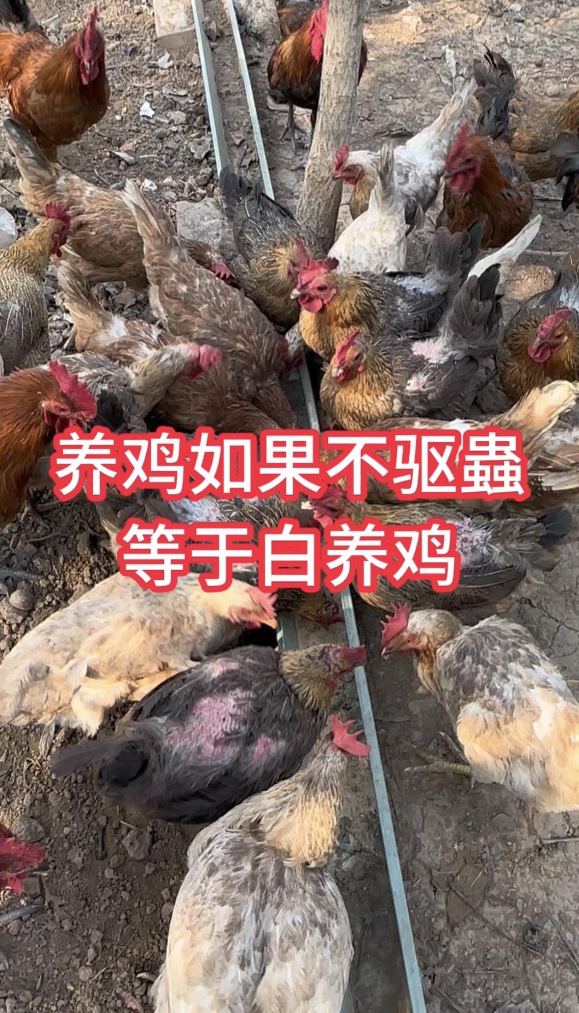 养鸡不驱虫等于白养鸡养鸡农村散养土鸡视频号助农