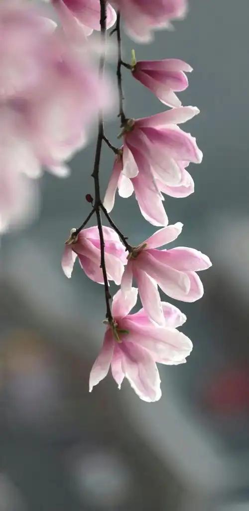 下联：妙句常存春韵中。（题图来自网络）