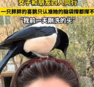 “科学也解释不清了！”近日，辽宁营口，一女子和朋友出门逛街，路上碰到了一只喜鹊，