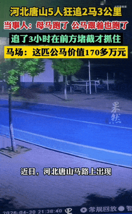 真是笑不活了！河南，一马场老板售卖了一匹公马，转运过程中公马死活就是不上车，老板