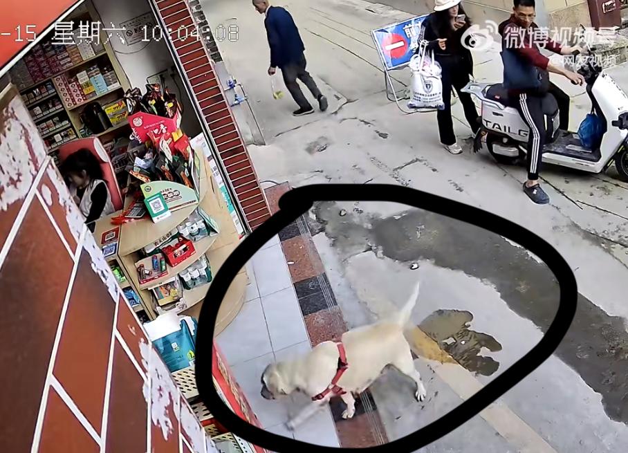 佛山遛狗男子真是缺大德，骑着电瓶车经过一个士多店，狗狗突然下车，抬起腿在士多店门