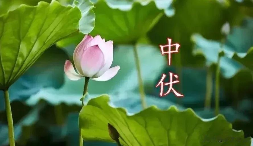 三九冷不冷，就看三伏天热不热，今年到底冷不冷？就看中伏这一天，看看农谚都有啥预兆
