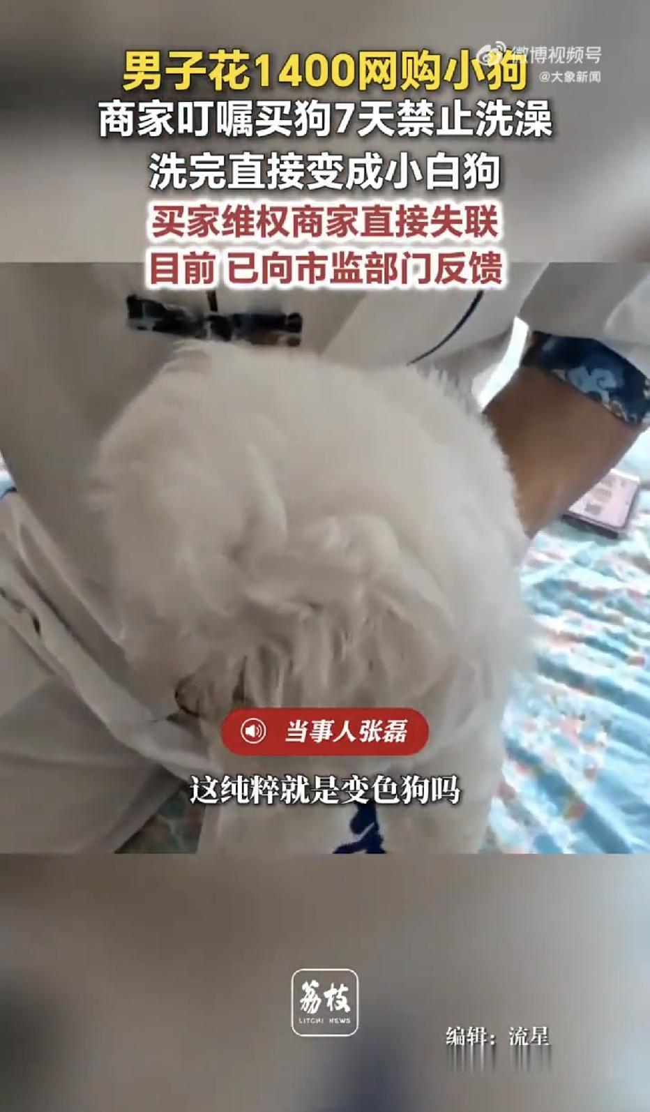 黑龙江哈尔滨，一男子在朋友圈看到了一只香槟色小狗，喜欢的不得了，当即就花了140