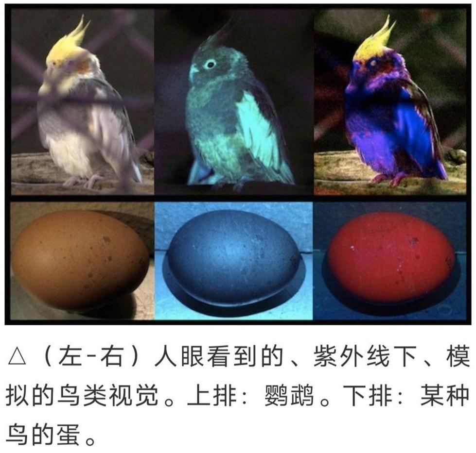 人类与鸟类视觉系统差异显著。色觉上，人类为三色视觉，仅能识别红、绿、蓝可见光，无