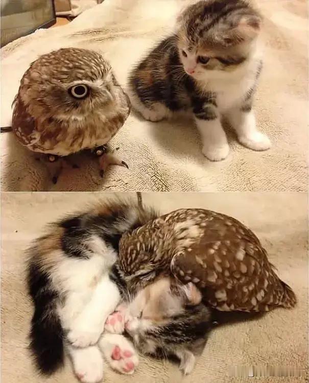 猫咪🐱和猫头鹰🦉，一个温柔一个可爱。