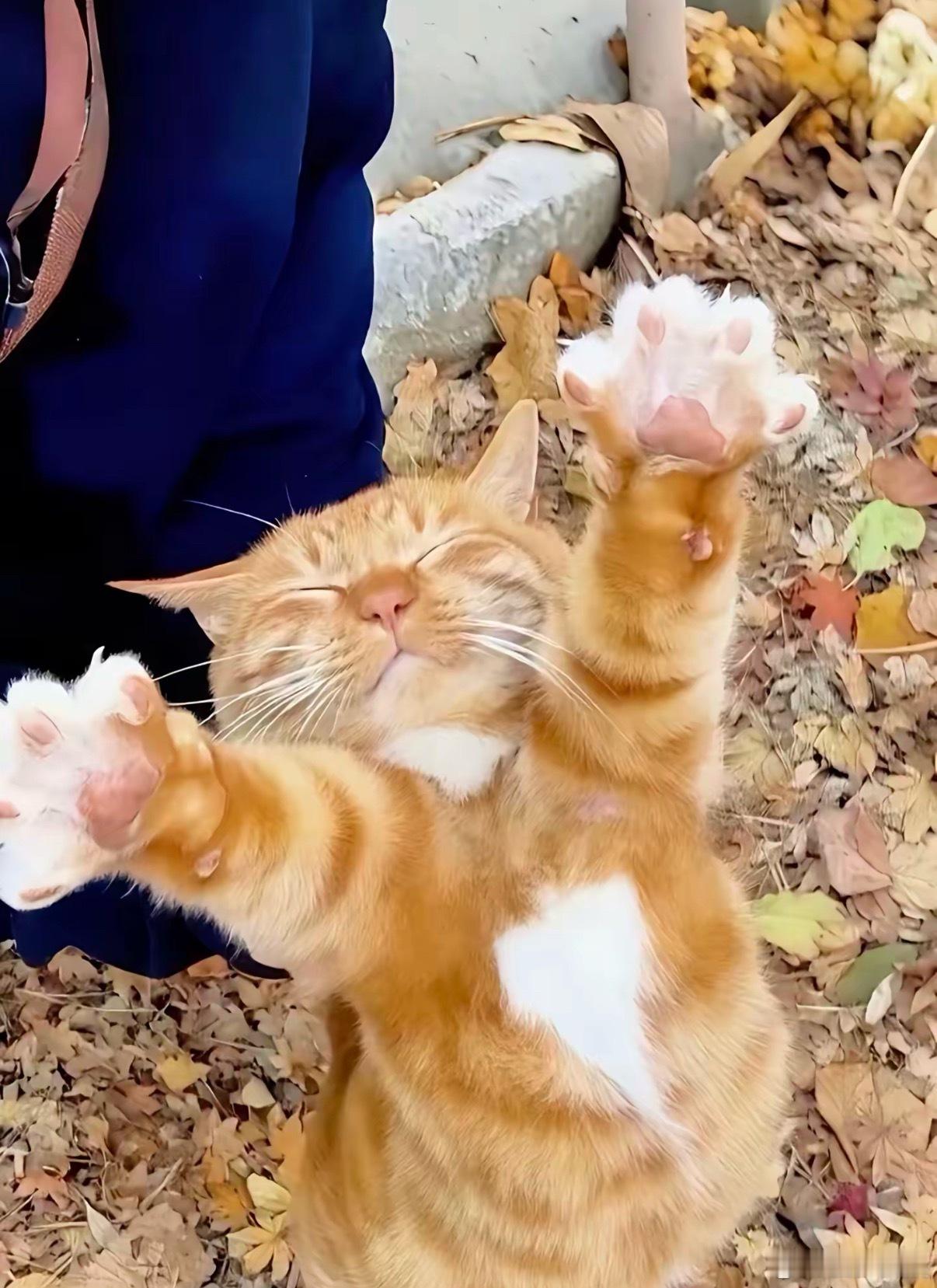 小猫咪，你有点可爱呦