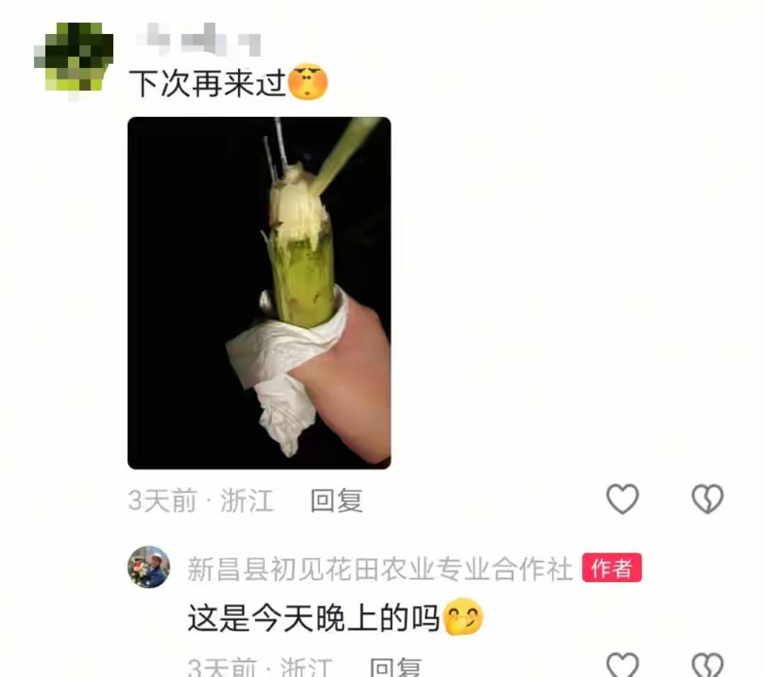 浙江一块甘蔗地火疯了！晚上10点还有人打着手电往地里钻，说是来“偷甘蔗”，地主却