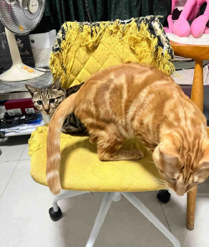 养猫家庭沙发大赏