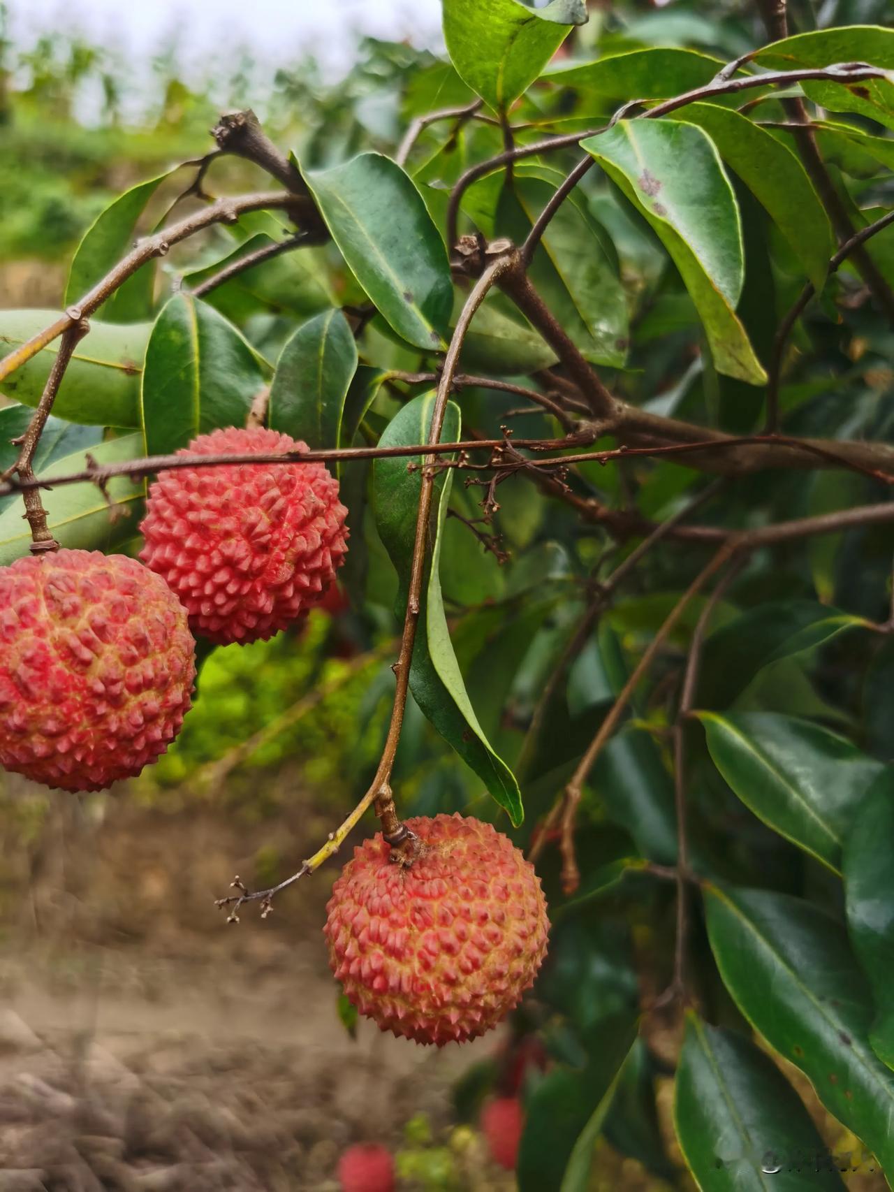 红彤彤的荔枝挂满枝头，采摘正当季！🍒🌿今年荔枝大丰收，是一颗树都长满果，但