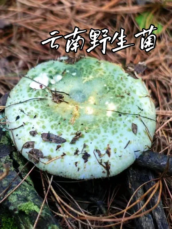 为了吃上野生菌🍄，也要去一趟云南😏