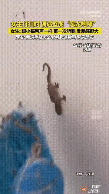 “万万没想到！”12月19日报道，河南，一女子在家里打扫卫生，发现墙上有一只壁虎