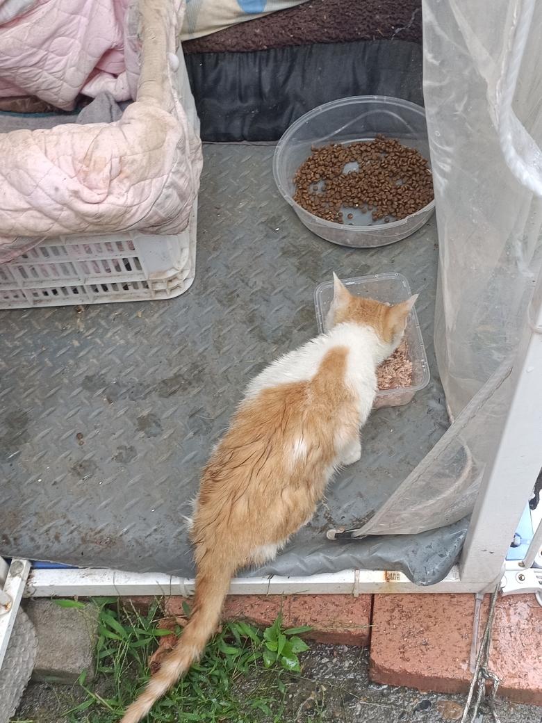 上午雨停了，出门遛狗，邻居家小橘白猫冲我喵喵直叫，不知道等了多久，我赶紧给它开了