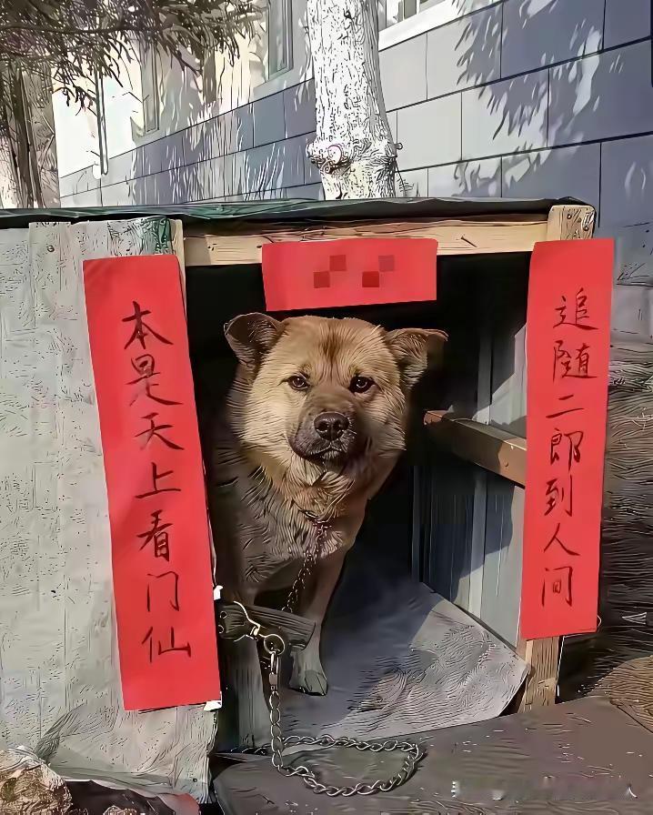 这只大黄狗满脸的不开心，就是不知道主人给他的这个狗舍，到底是贴了一份什么样的横批