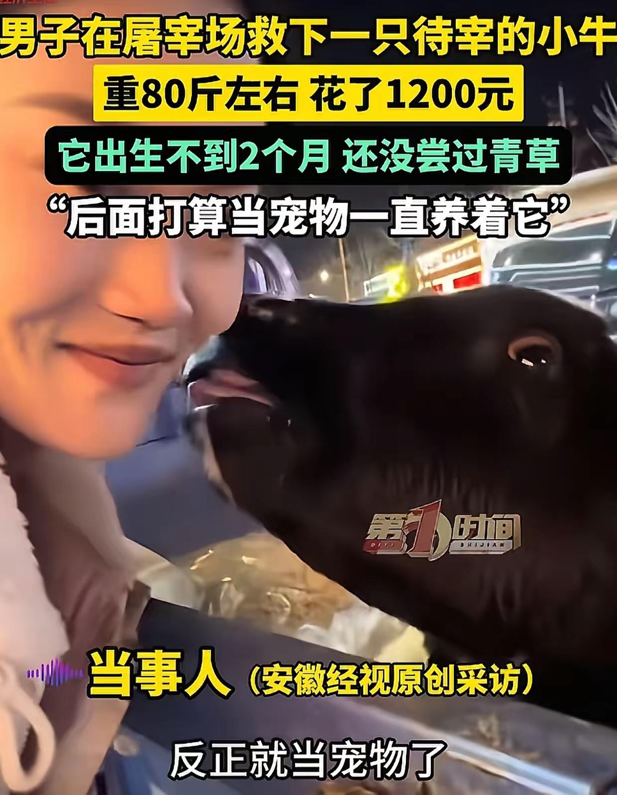 内蒙古，男子去屠宰场买肉，无意中看到一头待宰的小牛，看到牛耳朵上的牌子，男子心里