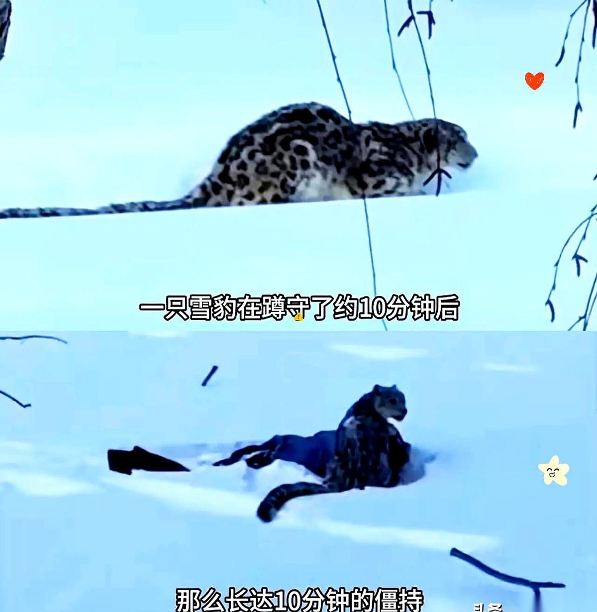 雪豹但凡想弄死她，咬的就不是脸了。是脖子，是喉管，一击毙命。专家早就把话说的