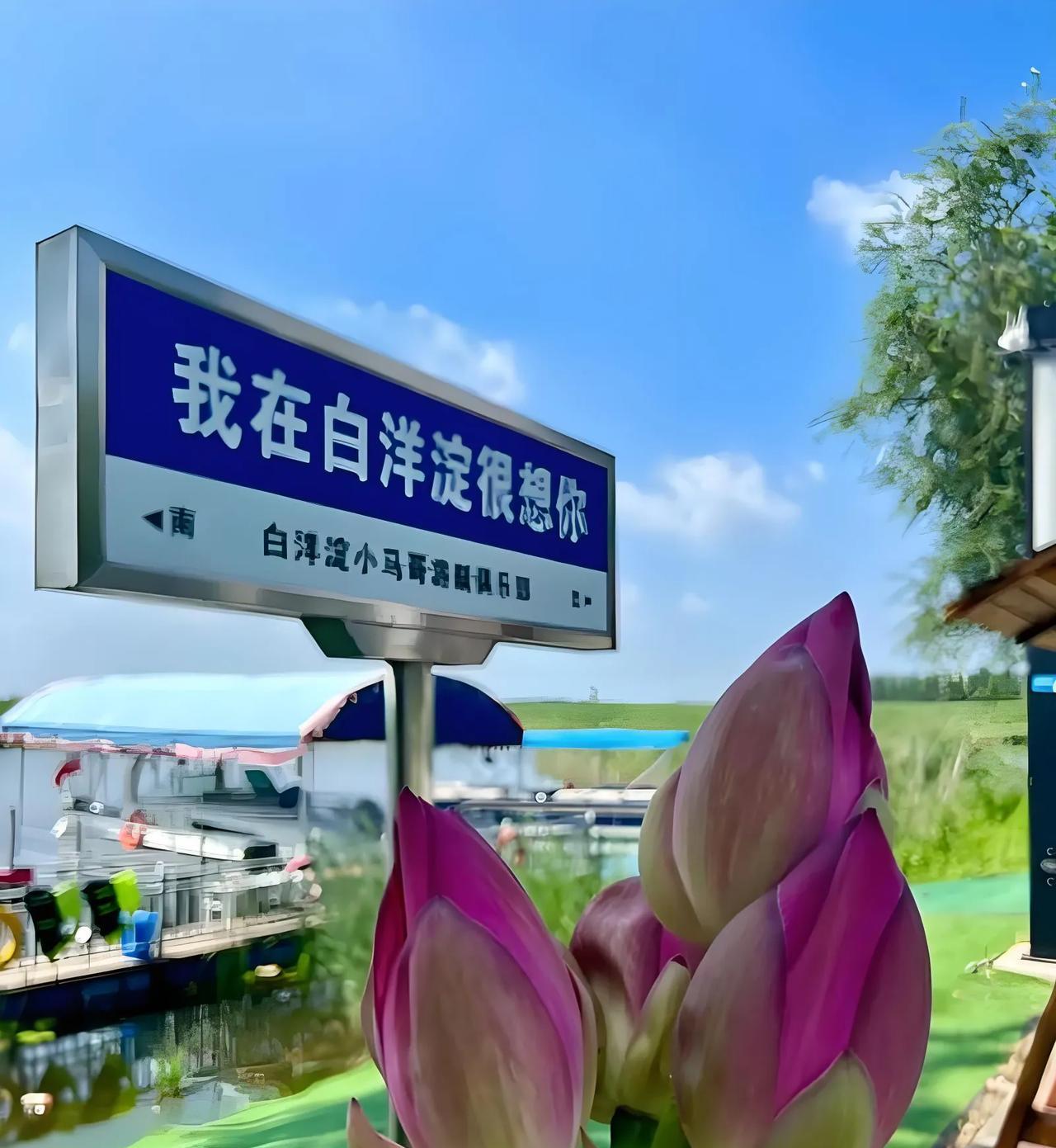 白洋淀，为啥连小曰本都迷糊？白洋淀号称毕北平原上的一颗名珠，国家级开发区就在它