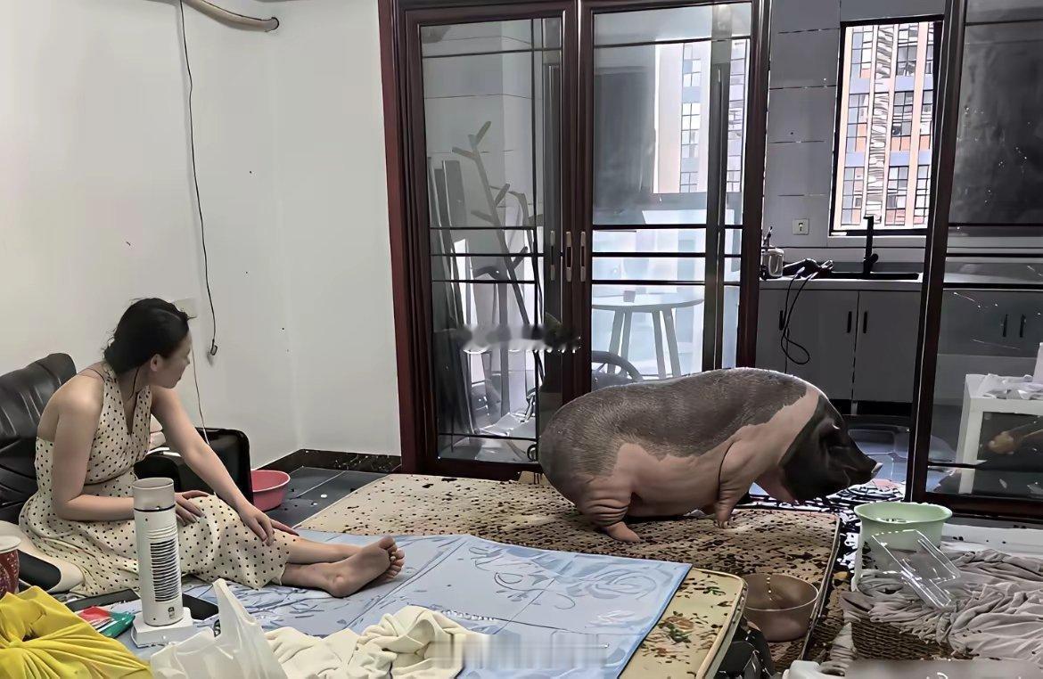 女朋友非要养宠物猪，每天家里臭烘烘的，要不要分手？