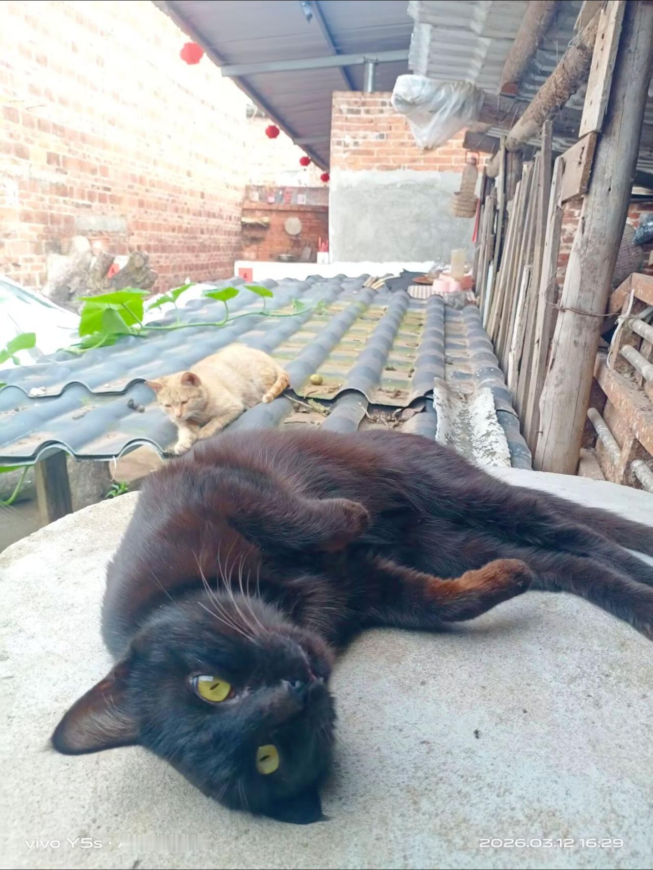 小猫咪