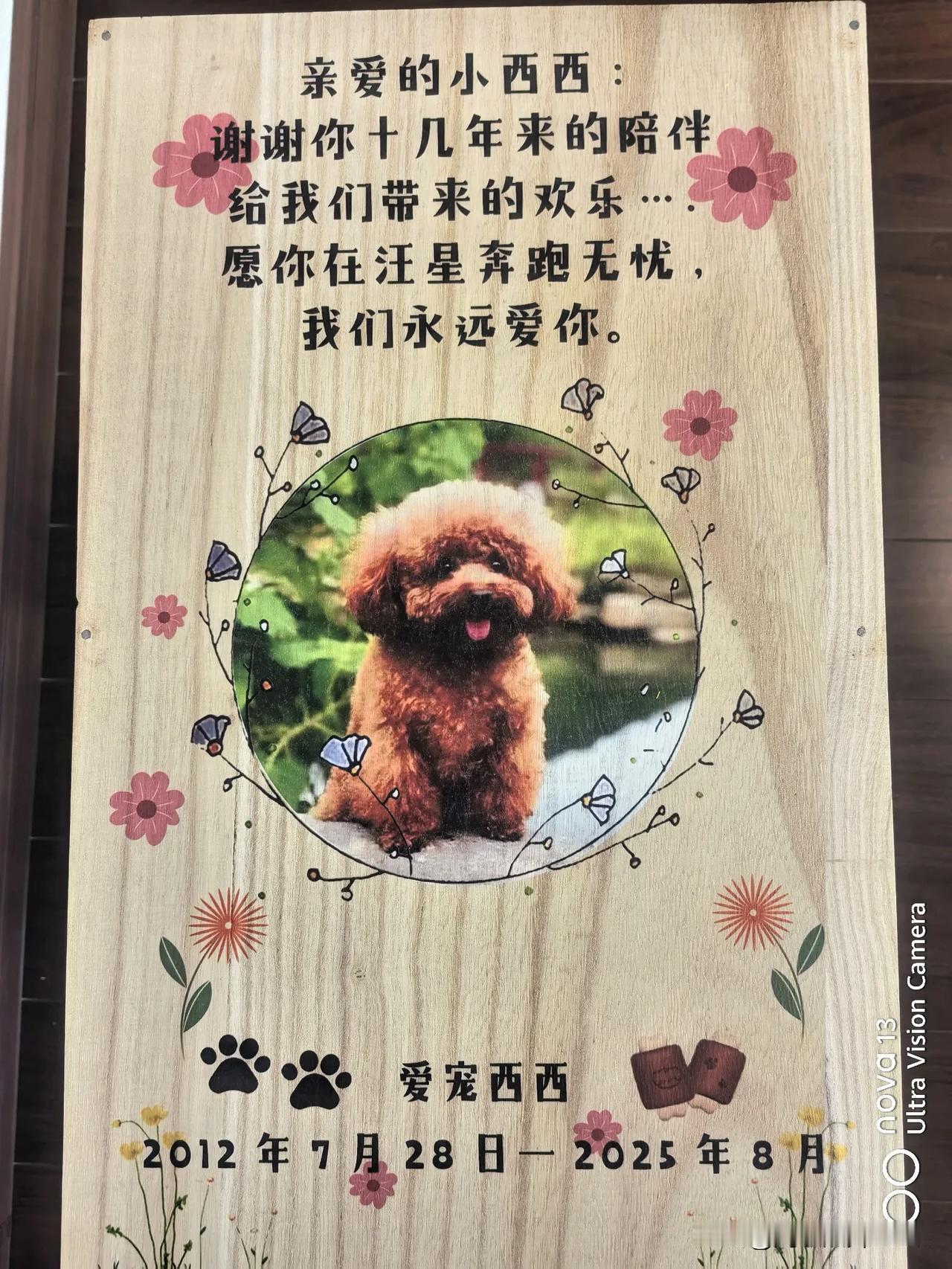 “再见，我的小西西”🌸我们家养的小泰迪，西西，13年了，由于生病医治无效