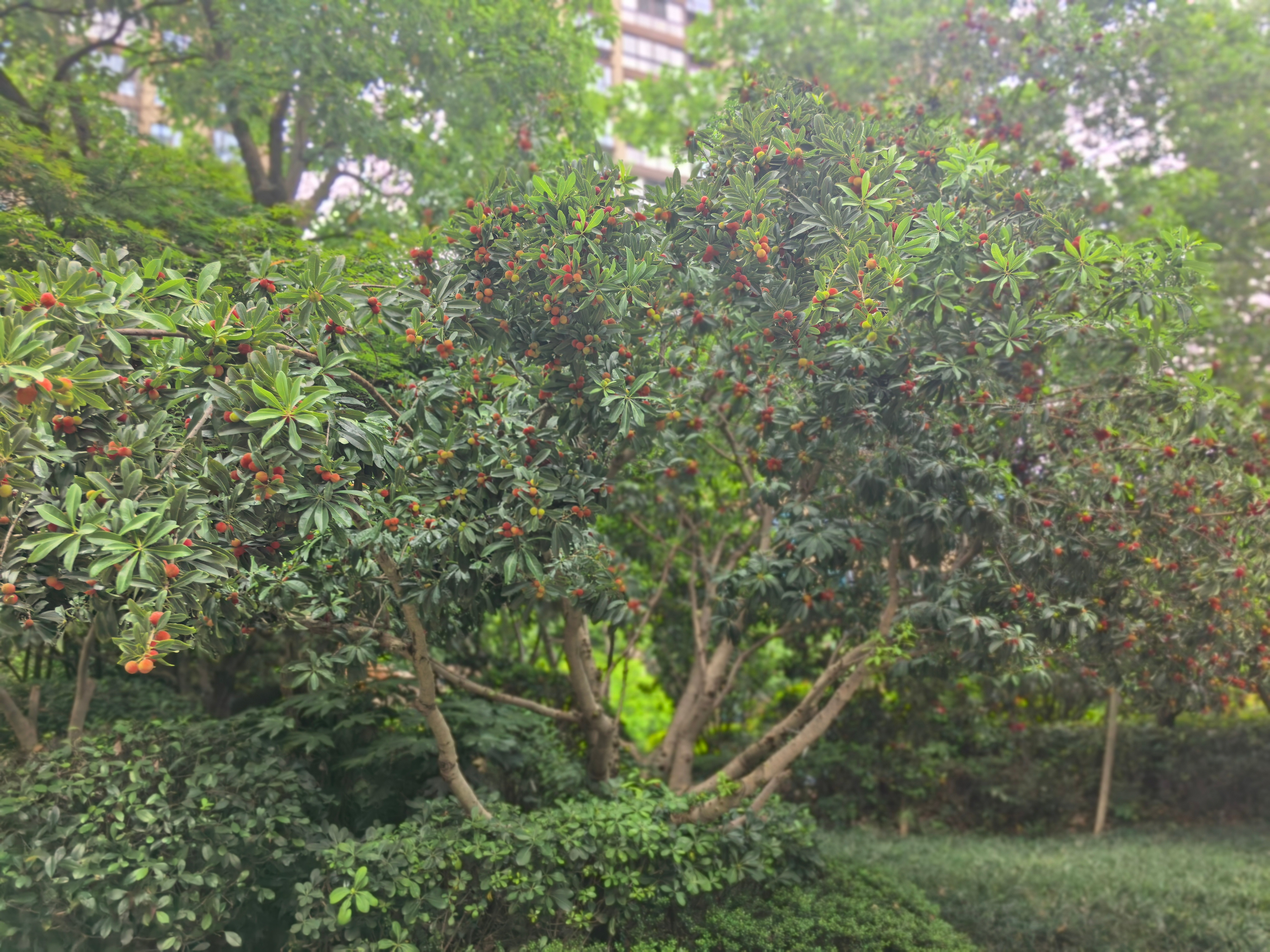 和你们不懂宁波豹纹碱水粽的人说不清……