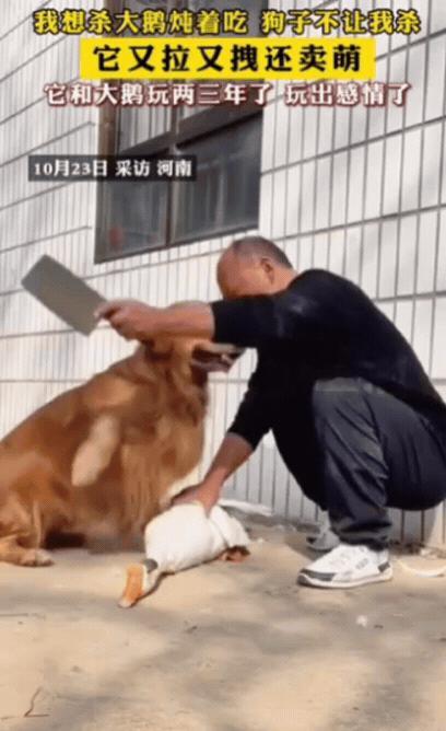 10月，河南一男子准备将家里大鹅杀了炖着吃，结果他刚把大鹅按住，狗子就扑了过来，
