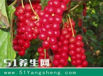 这种果子不起眼, 却是肝病的克星, 每天泡水喝, 大小肝病不来找!