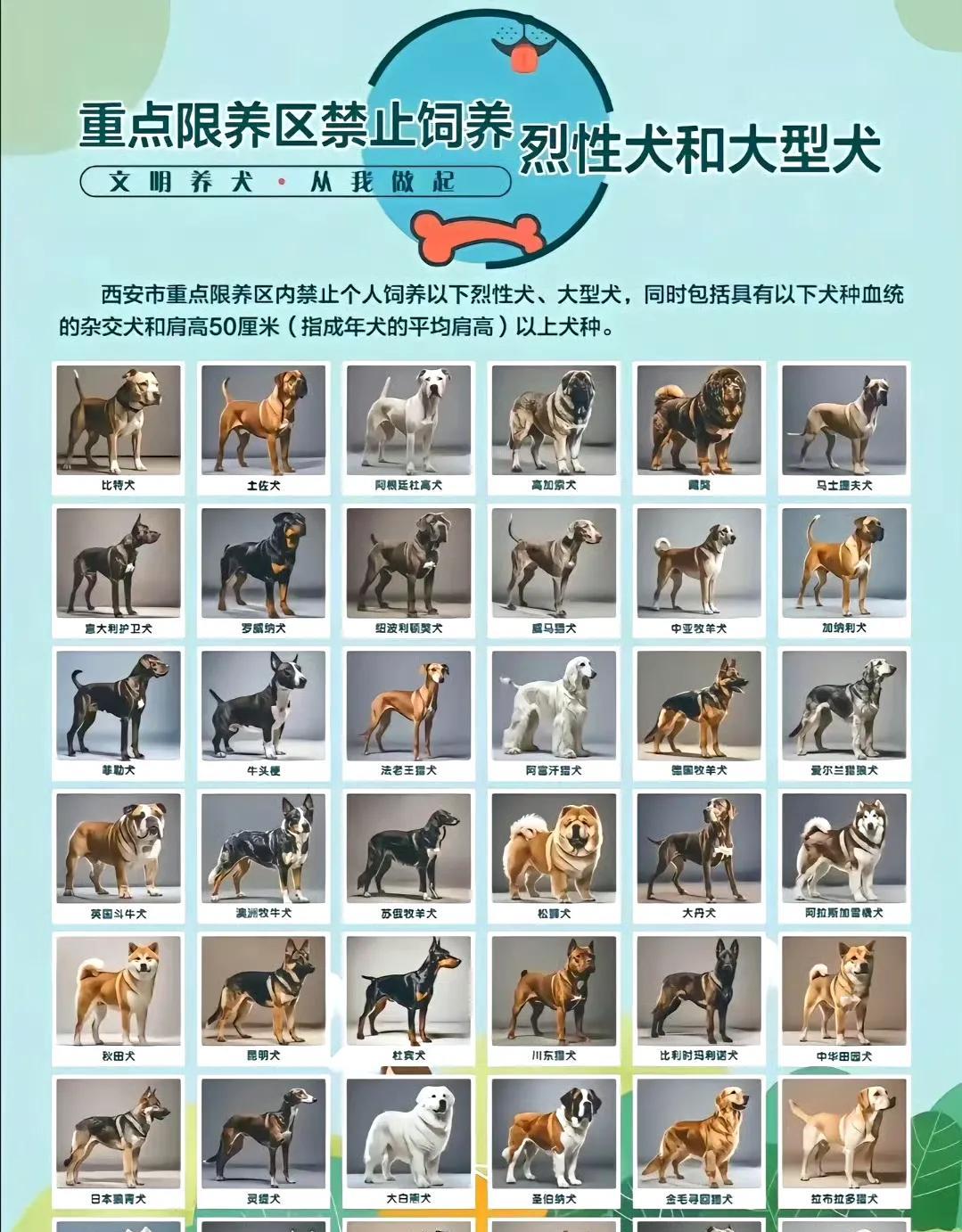对于我和我的比熊来说，牵了绳的金毛、拉布拉多、雪橇三傻、中华田园犬的危险性远低