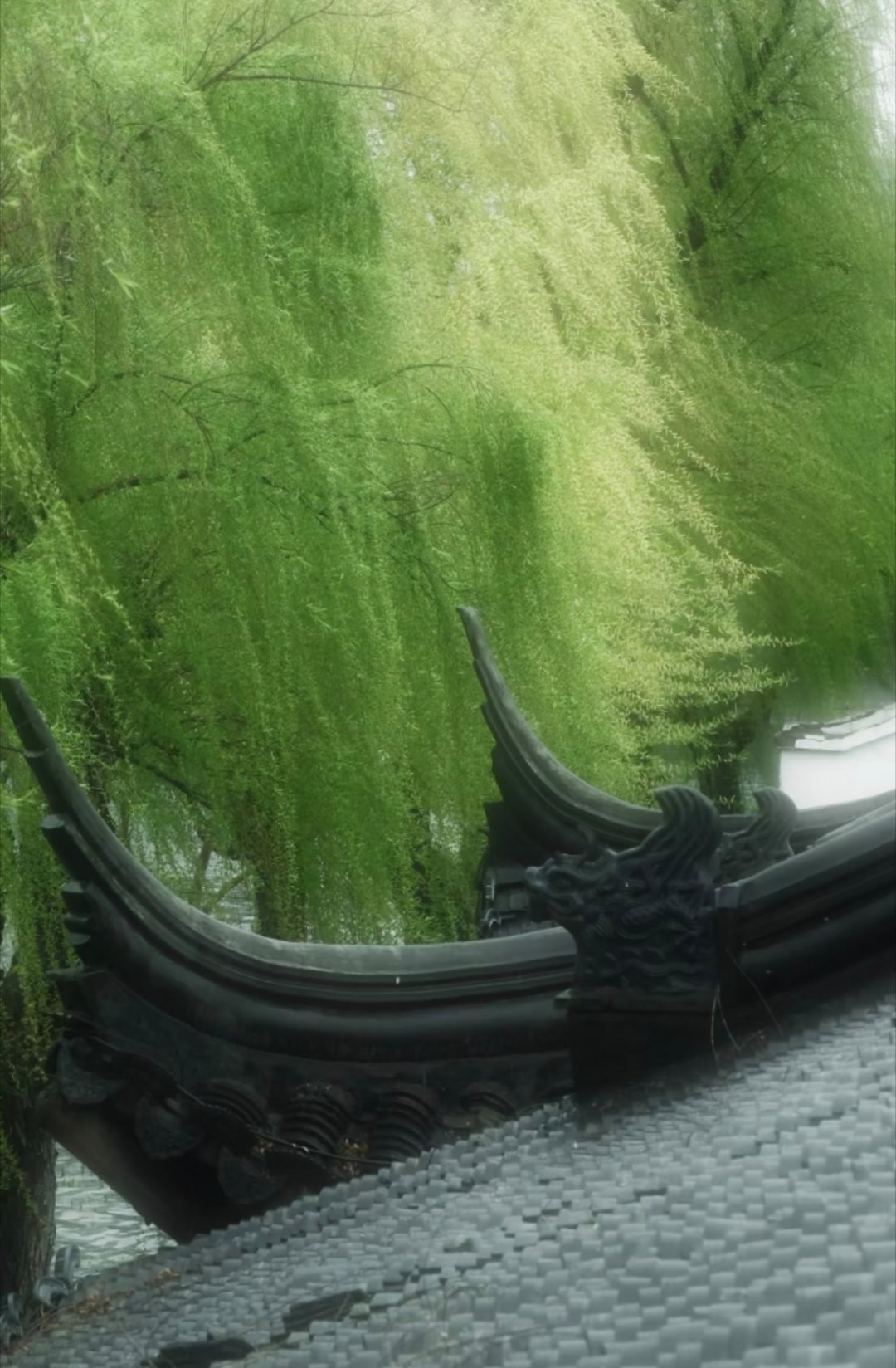 江南，一树春风千万枝万千枝条，记录下春天与风的模样