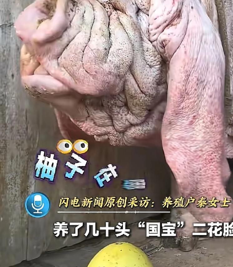 现在的网友真不识货头一阵，一位重庆的朋友发布了一条视频，里面是自己家养的几十只