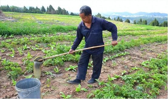 “粪水浇菜”是污染食物的源头？中科院院士曾毅认为，农村人用粪水直接浇菜，完全是千