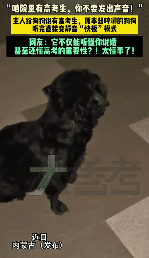 “笑不活了！”内蒙古，女子看狗狗哼唧影响高考生。突然她跟狗狗说:“咱们院里有高