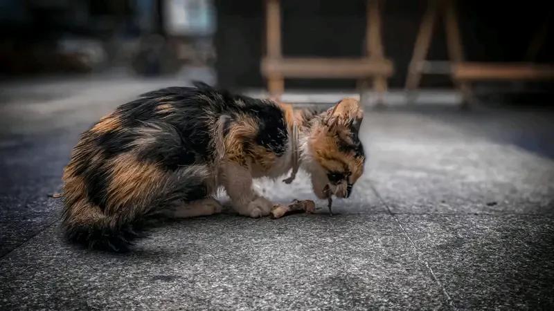 云南保山27岁女孩宣宣，为养120多只流浪猫狗，一年“蹭”近百场婚宴。她自202