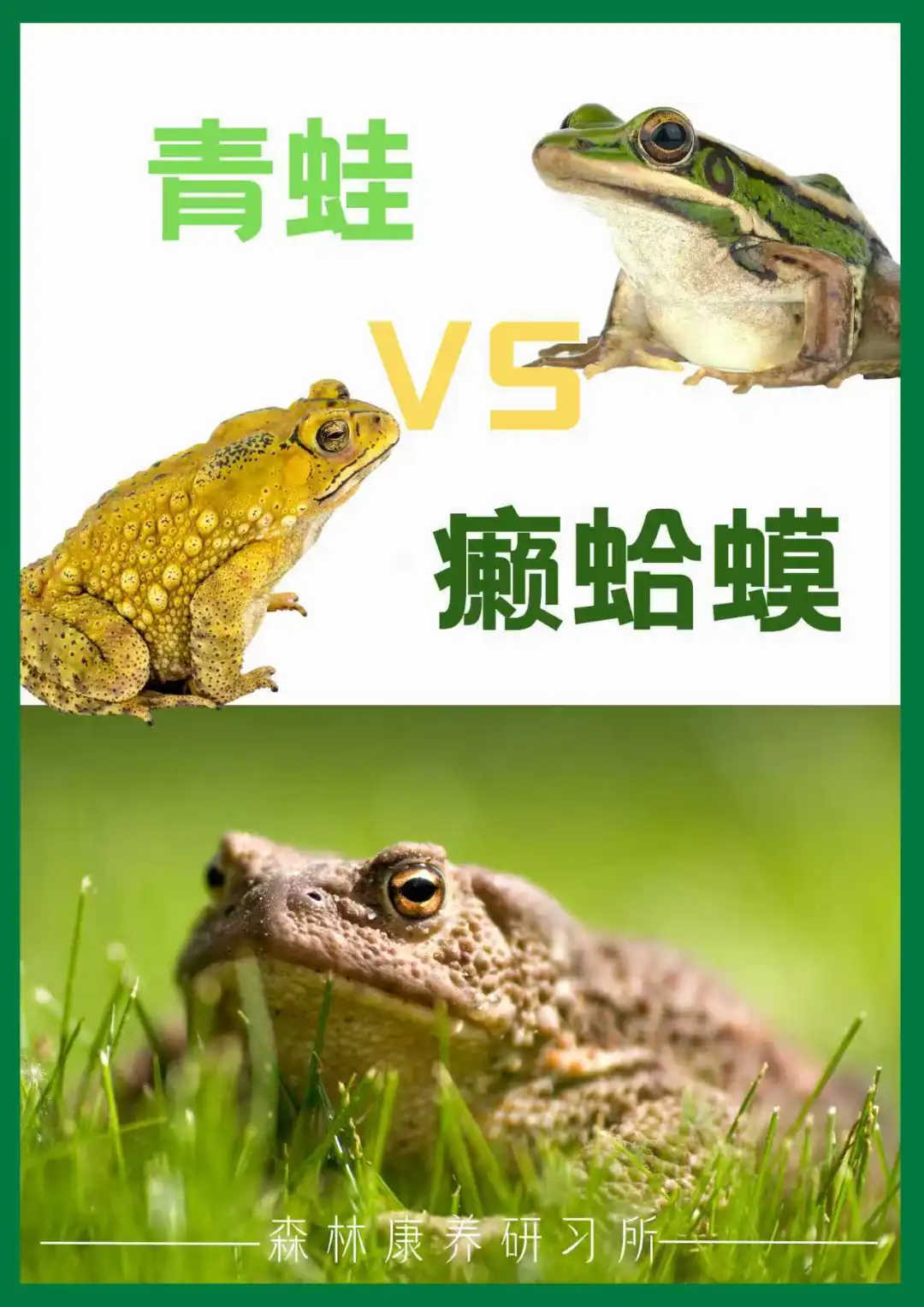 动物科普｜青蛙和癞蛤蟆的区别