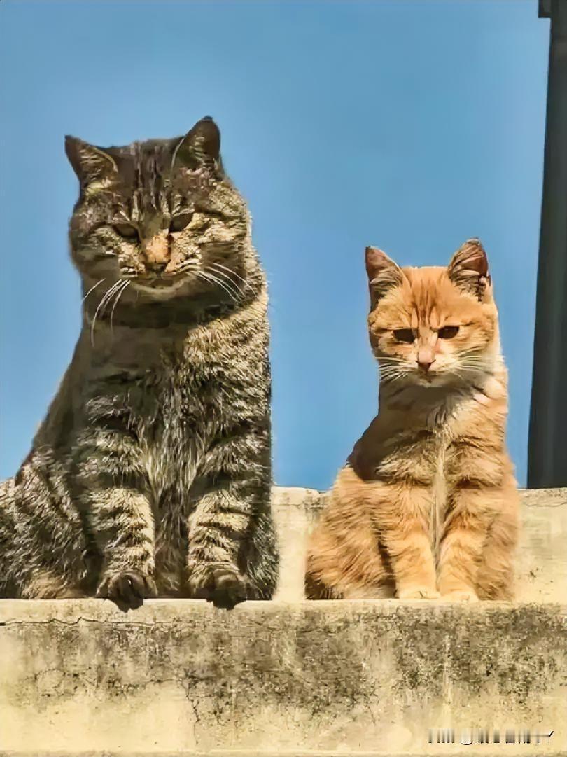 女子“主包”收养的流浪狸花猫“梨花”，它居然也收养了一只流浪小橘猫“小菊”。