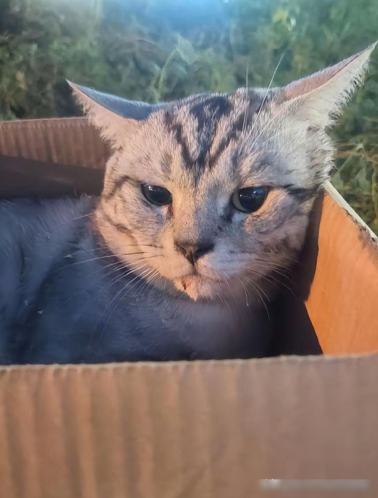 猫咪和主人在玩的时候，不小心从20楼掉了下去，已经摔的无法站立，主人看着猫也快不