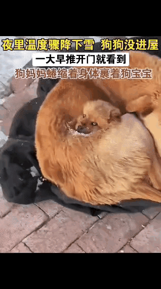 泪目了！零下3度的寒夜，流浪狗妈妈带着三只幼崽蜷缩在人家门口的毯子上，明明看见屋