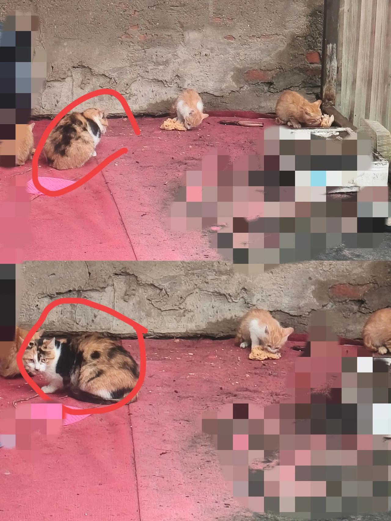 家人们谁懂啊！我收养的流浪猫生崽崽啦！这小家伙之前还瘦巴巴的，