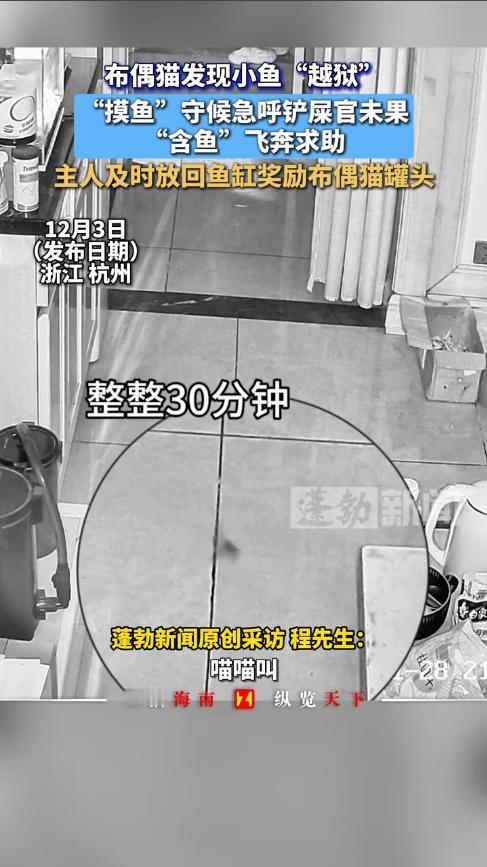 “太有灵性了！”11月28日，浙江杭州，男子养的小鱼突然跳出鱼缸，在地上挣扎了半