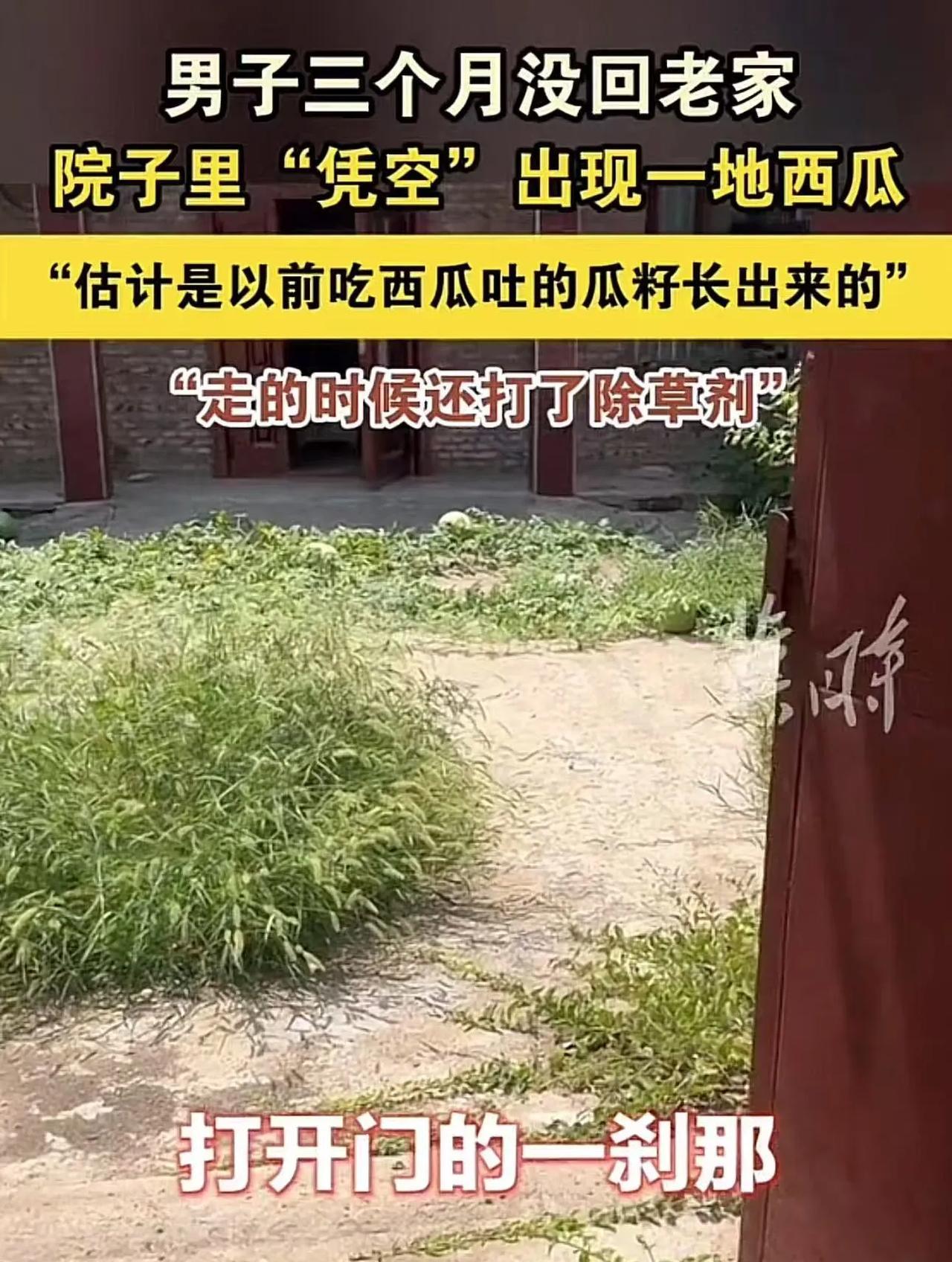 “无心插柳柳成荫！”男子三个月没回老家，打开门的一刹那，惊呆了，院子里居然凭空出