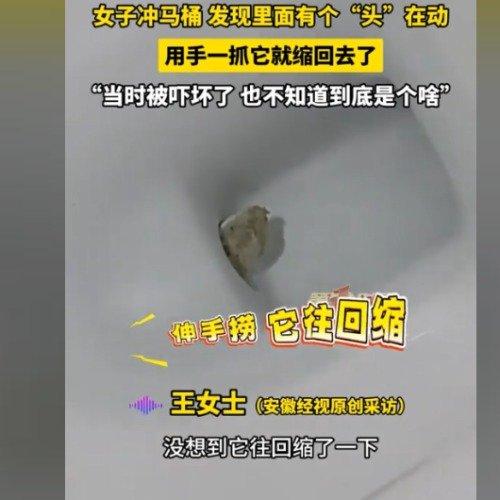 黑龙江伊春有个王女士，前几天冲马桶时遇到了件挺吓人的事。她冲完马桶后，发现