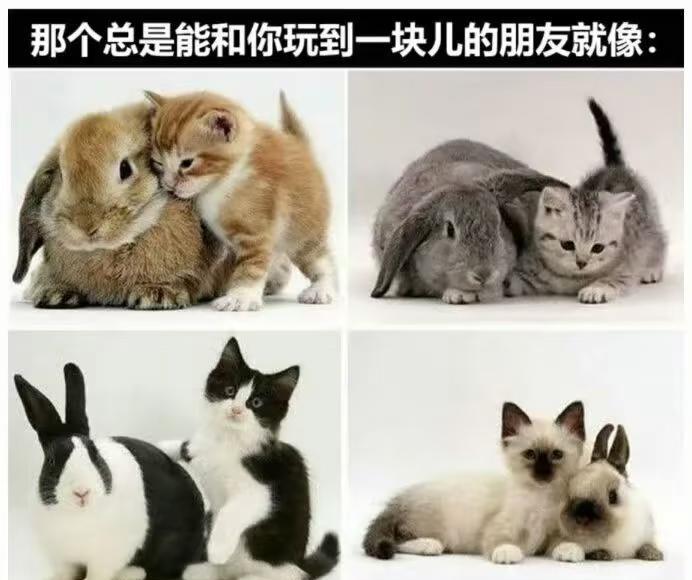 Meme离谱但合理和朋友的默契程度