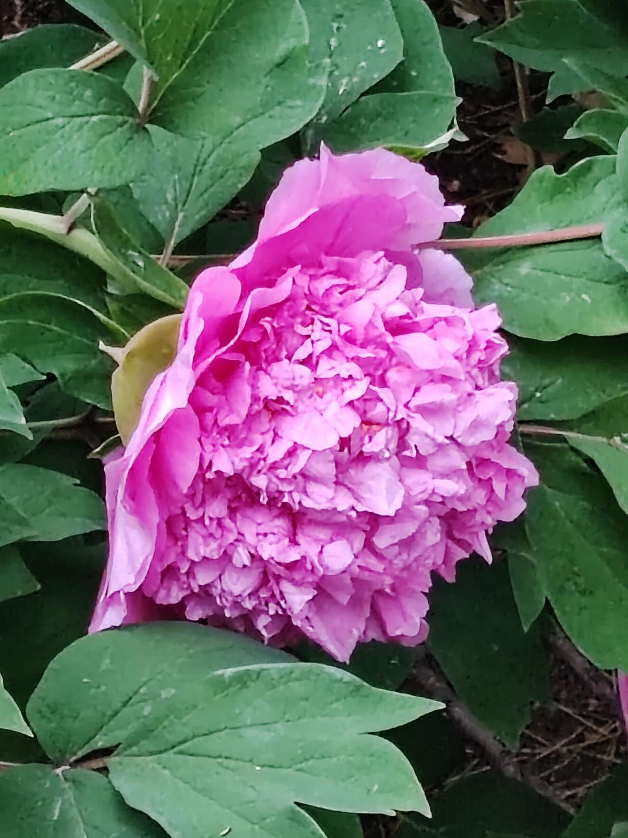 春日生活打卡季今年的天气格外暖和，往年5月初才绽放的牡丹，竟然在4月上旬就盛开