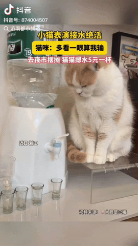 这只猫咪有绝活。刷到一只会按开关接水的猫咪，而且无论大小杯，它都能接满还不溢出
