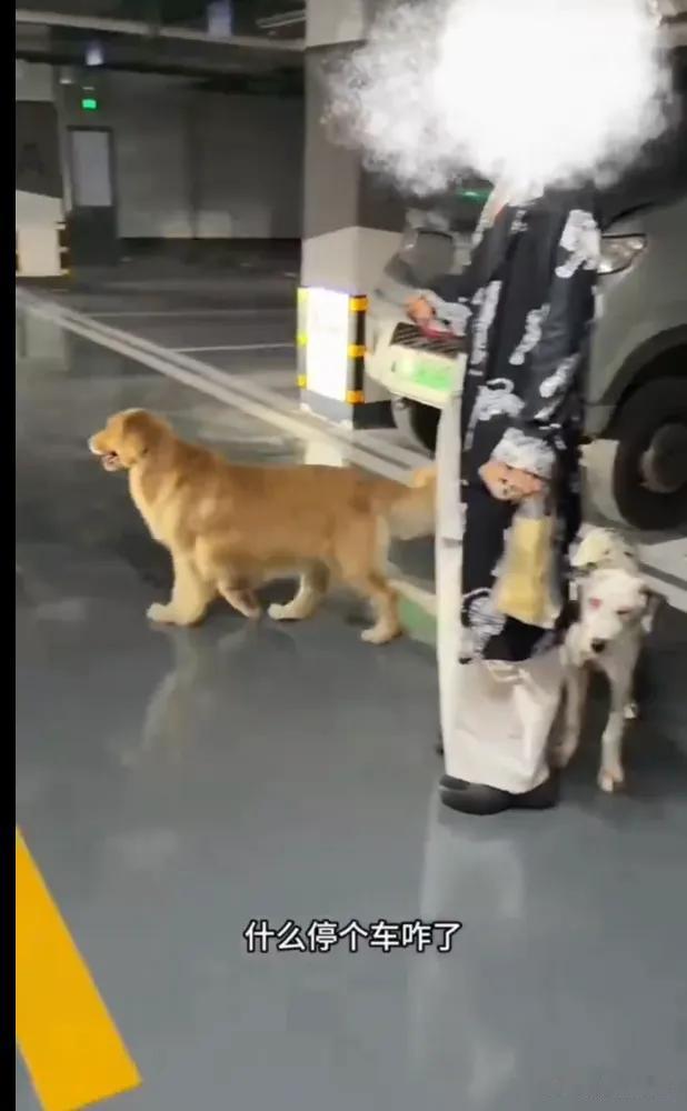 “简直是新时代率兽食人！”四川，一女子抱着几个月大的婴儿回家的时候，一只未牵绳的