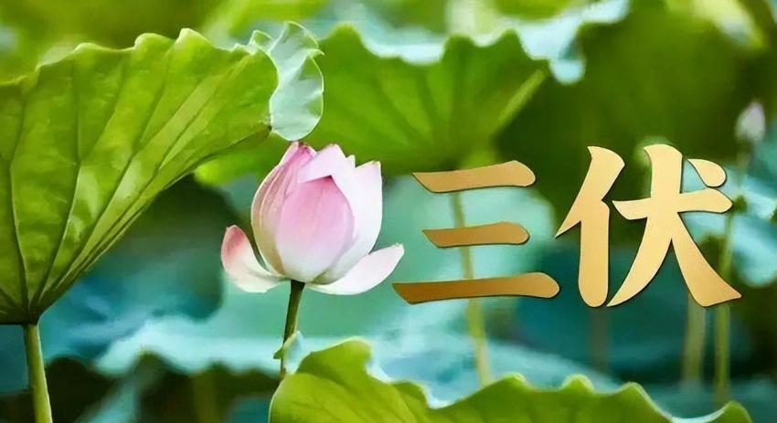 🐰老话常说，"今年伏天热不热，就看芒种这一天"，今天就是芒种，今年夏天到底