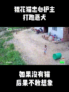 谁再说猫咪高冷没感情?看看狸花猫的护主名场面,直接颠覆你对猫的所