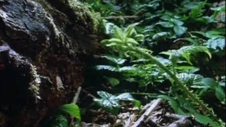 植物种子的生长过程视频 12824214690955122306.jpg?id=0