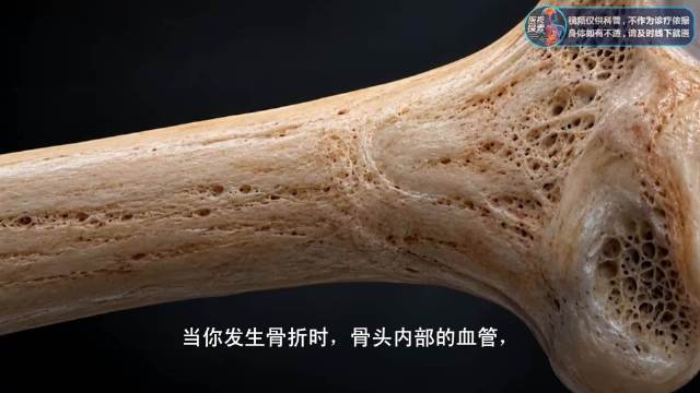 骨头断了之后，身体是怎么把它重新长好的？揭秘骨折愈合全过程