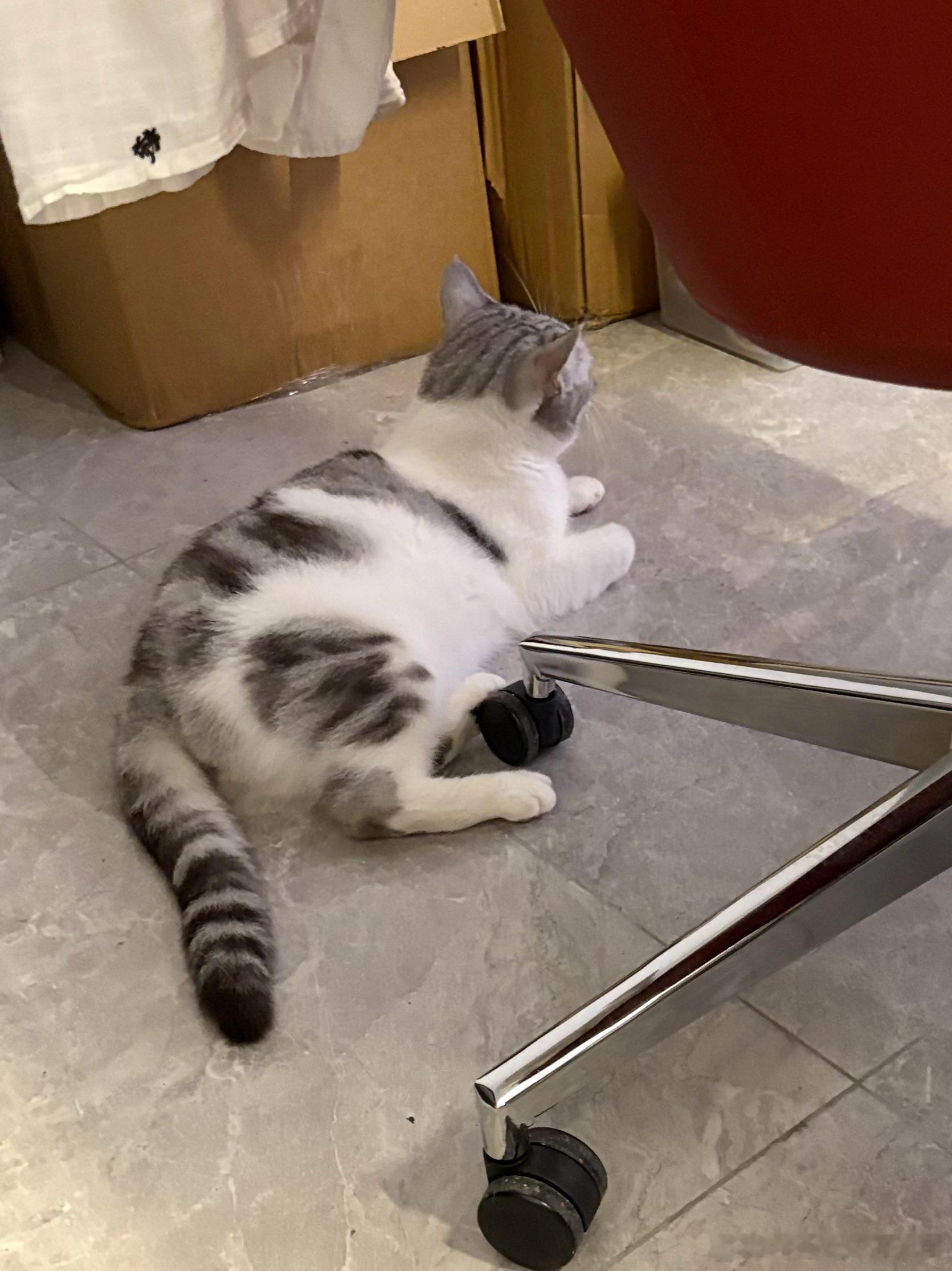 小猫脚刹